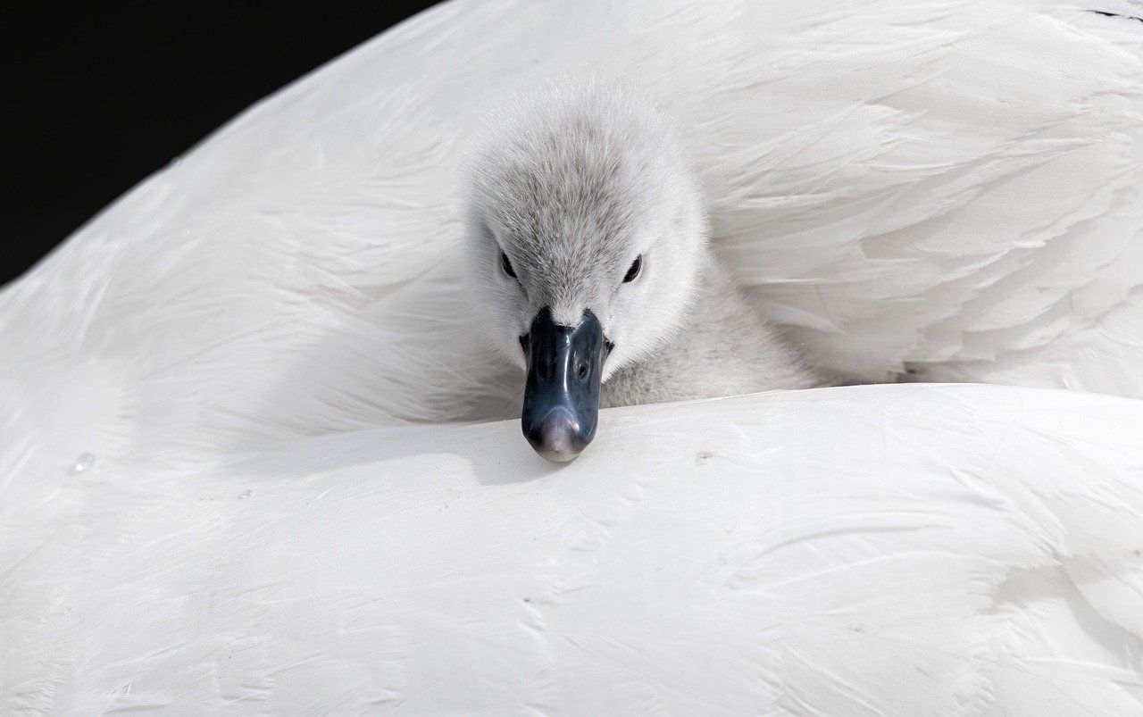 découvrez l'essence de l'orgueil français avec french pride, une célébration vibrante de la culture, de l'histoire et du patrimoine de la france.