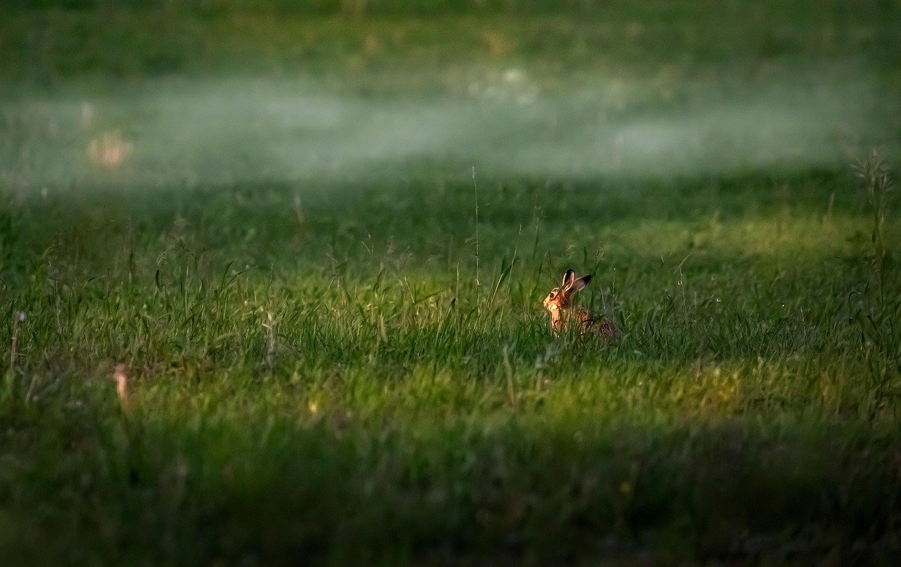 découvrez les opportunités et perspectives d'investissement dans lvmh pour l'année 2026, avec une analyse des tendances du marché et des conseils d'experts.