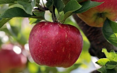 Fraude Apple Pay : Comment réagir quand votre banque refuse de vous indemniser ?